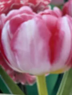 2026年最新】チューリップフォックストロットの人気アイテム - メルカリ