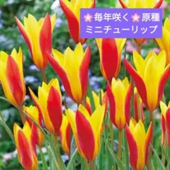 べべ様 リクエスト 2点 まとめ商品