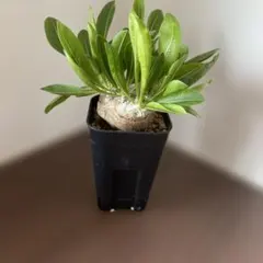 2025年最新】恵比寿笑い 現地の人気アイテム - メルカリ