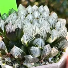 実生オブツーサ錦 糊斑 超美株 ハオルチア 観葉植物 C6 - メルカリ