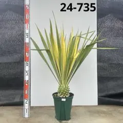 ユッカ　ゴールデンソード【24-735】