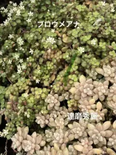 多肉植物セット（ブロウメアナ、達摩秀麗、フンベルティ、セダムetc.）送料込み