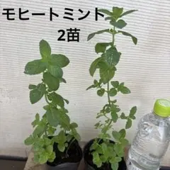 モヒートミント苗　2株セットのサムネイル