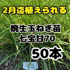 2025年最新】玉ねぎ苗 50本の人気アイテム - メルカリ