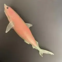 ツマジロ シャークアタック　&co デアゴスティーニ　アンドコ