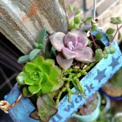 エケベリアとセダムの寄せ植え（抜き苗）