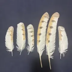 A-97】天然 鳥 羽・羽根 10枚☆消毒済☆ - メルカリ
