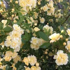 モッコウバラ　 3本黄色　黄　挿し穂　保水増量　カット苗