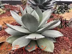 joker様 リクエスト 2点 まとめ商品