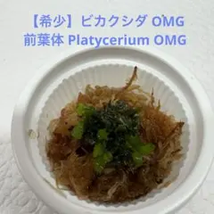 【希少】ビカクシダ OMG 前葉体 Platycerium OMGのサムネイル