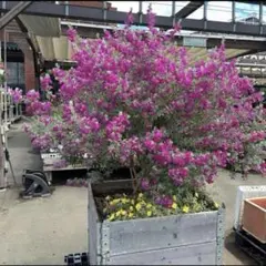 2025年最新】レウコフィルムの人気アイテム - メルカリ