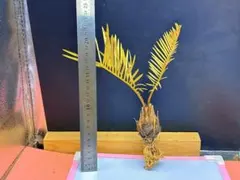 2025年最新】蘇鉄の人気アイテム - メルカリ