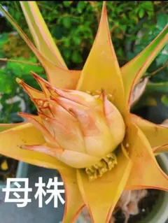 希少苗☆雲南地湧金蓮（チユウキンレン）7号サイズ☆数限定☆ - メルカリ