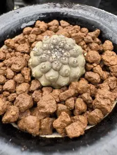 大群生 国内実生 ②パンチパーマ白星 根あり 鉢ごと発送 メルカリ便