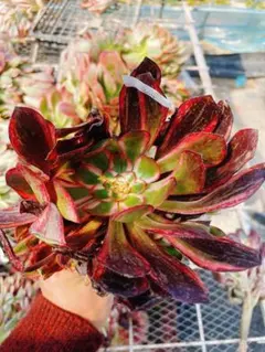 ☆lucia☆様 リクエスト 2点 まとめ商品