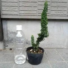 2025年最新】真柏の人気アイテム - メルカリ