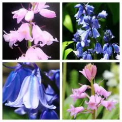 押山丈男（オッシー）様 リクエスト 2点 まとめ商品