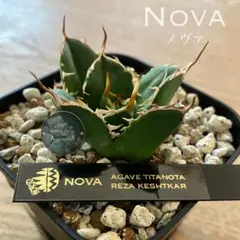 2025年最新】イラン株 アガベの人気アイテム - メルカリ