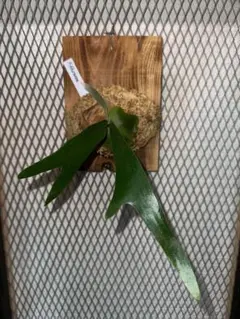 ビビカクシダエレマリア　Platycerium Elemaria　2 ビカクシダ エレマリア Platycerium Elemaria 2 - メルカリ