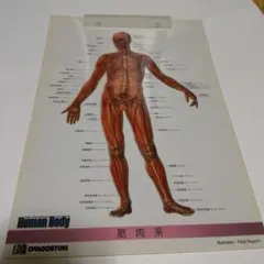 解剖学講義改訂3版 HUMAN ANATOMY - メルカリ