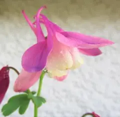 くろポチ様 リクエスト 3点 まとめ商品