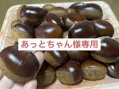 宮崎県産 特大 生栗 ２kg