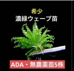 あちゅーの水草ADA ポゴステモン・ヘルフェリー 5株（完全無農薬・自家育成）のサムネイル