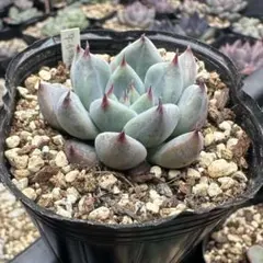 Mii♡˖꒰ᵕ༚ᵕ⑅꒱ 様　専用