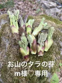 【m様専用】岩手雫石町産 天然 タラの芽 500g