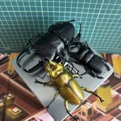 昆虫標本2点セット　ヘラクレスオオカブト、ホソアカクワガタ エラフスホソアカクワガタ♂83mmレプリカ標本 | オオクワ京都昆虫館