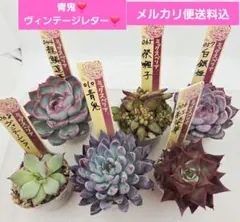 シャドー(命名株)×鬼のて(命名株)札付きポットごとメルカリ便ルイパパ