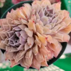 ヒロ様 リクエスト 2点 まとめ商品