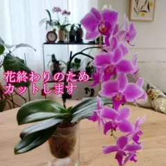 レア♡胡蝶蘭♡マザーチーク♡3.5号♡メルカリ便 - メルカリ