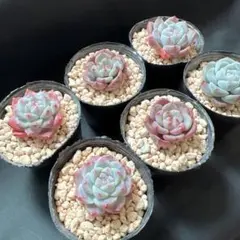 みっちゃん様 リクエスト 2点 まとめ商品