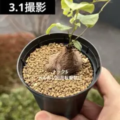 2026年最新】珍奇植物の人気アイテム - メルカリ