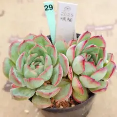 No54 メキシコプリドニス×乙女心 葉挿し 抜き苗カット込み 発送方法①