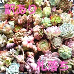 多肉植物カット苗【訳あり札落ち】