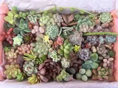 多肉植物エケベリア.セダムカット苗セット