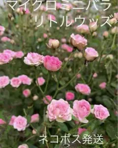 ミニバラ♡モカフェローズ♡3.5号♡ポットごと宅急便コンパクト - メルカリ