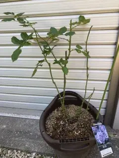 薔薇苗のサムネイル