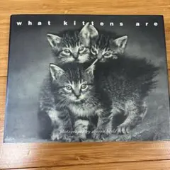洋書 写真集 what kittens are シャロン・ビールズ 子猫