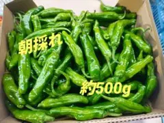 아침에 수확한 시시토우 (약 500g), 산지 직송