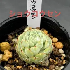 多肉植物 エケベリア ショウコウセン 抜き苗のサムネイル
