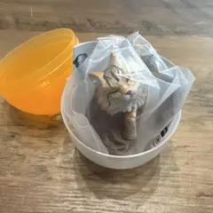カイカイ猫 長毛