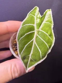 2026年最新】アロカシア ワトソニア ライトニングの人気アイテム