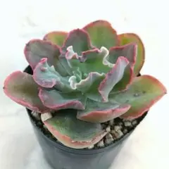 69#観葉植物ア工オニウム錦❤️レッド富士❤️青花瓷❤️1大頭4小頭