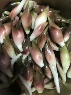 上州　群馬県産　みょうが　無農薬　約500g 　蕎麦　うどん　薬味　山菜のサムネイル
