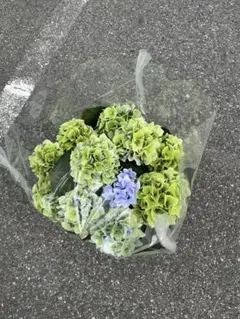 福岡県鬼木様の紫陽花☆筑紫路風　寄せ植えミックス☆14号鉢☆6月5日以降発送～ 福岡県鬼木様の紫陽花☆筑紫路風 寄せ植えミックス☆14号鉢☆ラスト