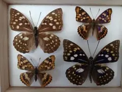 2026年最新】標本 オオムラサキの人気アイテム - メルカリ