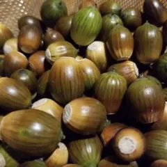 どんぐり　150個　工作　木の実　どんぐり